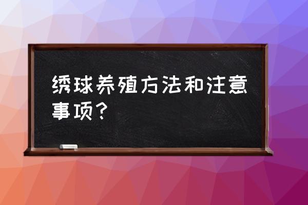 绣球花苗养殖方法 绣球养殖方法和注意事项？