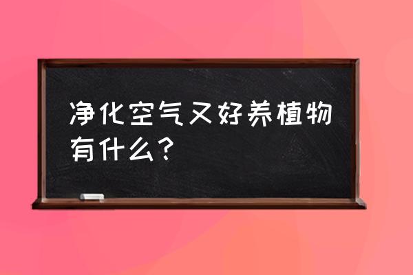 净化空气的植物有哪些 净化空气又好养植物有什么？