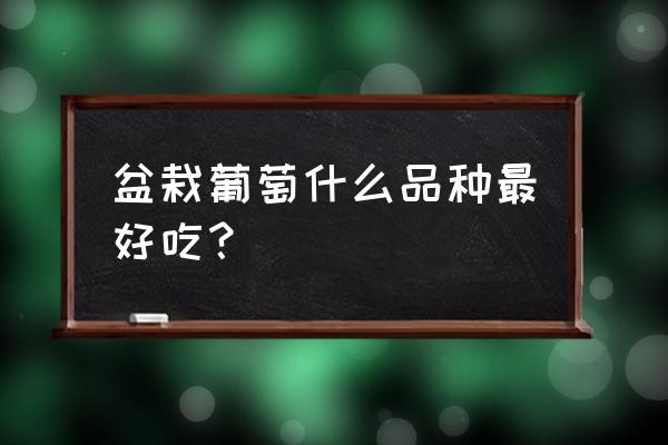 适合盆栽的葡萄品种 盆栽葡萄什么品种最好吃？