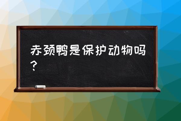 红头潜鸭和赤颈鸭 赤颈鸭是保护动物吗？