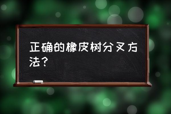 橡皮树怎么养能分叉 正确的橡皮树分叉方法？