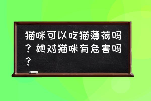 猫薄荷对猫有什么坏处吗 猫咪可以吃猫薄荷吗？她对猫咪有危害吗？