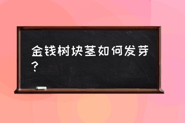 金钱树块根养殖方法 金钱树块茎如何发芽？