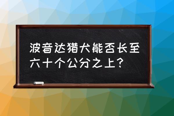 波音达猎犬排名第几 波音达猎犬能否长至六十个公分之上？