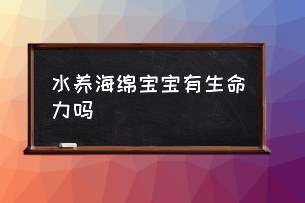 海洋宝宝是活的吗 水养海绵宝宝有生命力吗