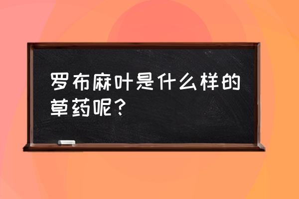 罗布麻叶不具有的功效是 罗布麻叶是什么样的草药呢？