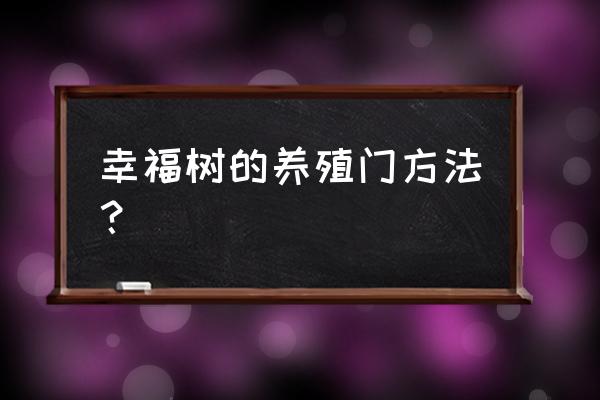 幸福树的正确养殖方法 幸福树的养殖门方法？