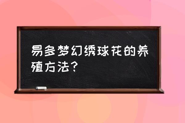 绣球花室内养殖方法 易多梦幻绣球花的养殖方法？