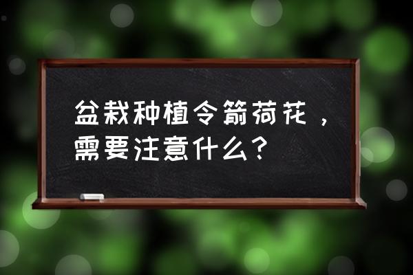 令箭荷花的寓意 盆栽种植令箭荷花，需要注意什么？