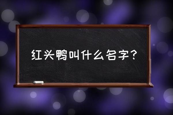 红头潜鸭雌 红头鸭叫什么名字？