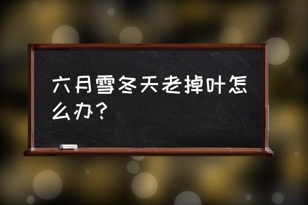 金边六月雪冬天落叶吗 六月雪冬天老掉叶怎么办？