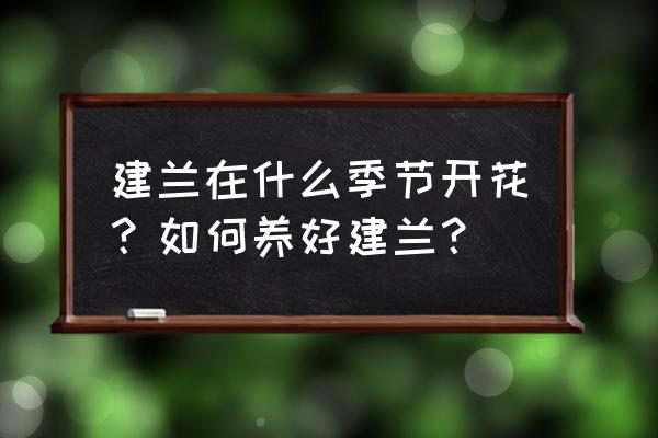 建兰开花期如何养护 建兰在什么季节开花？如何养好建兰？