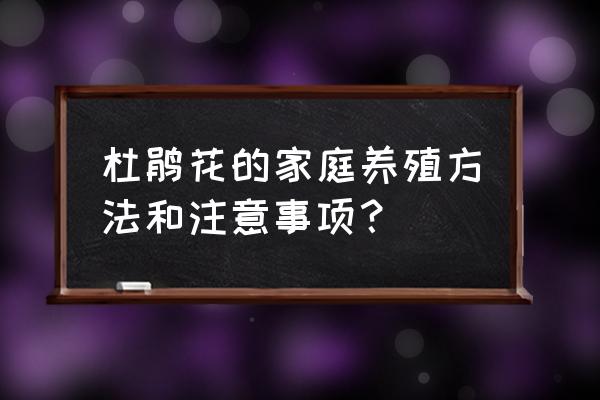 杜鹃花的家庭养法大揭秘 杜鹃花的家庭养殖方法和注意事项？