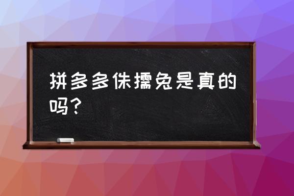 纯种荷兰侏儒兔在哪买 拼多多侏儒兔是真的吗？