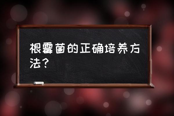 霉菌培养箱的作用 根霉菌的正确培养方法？