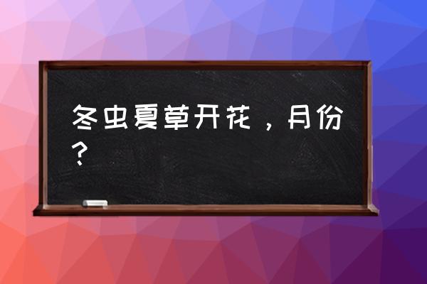 冬虫夏草花长什么样子 冬虫夏草开花，月份？