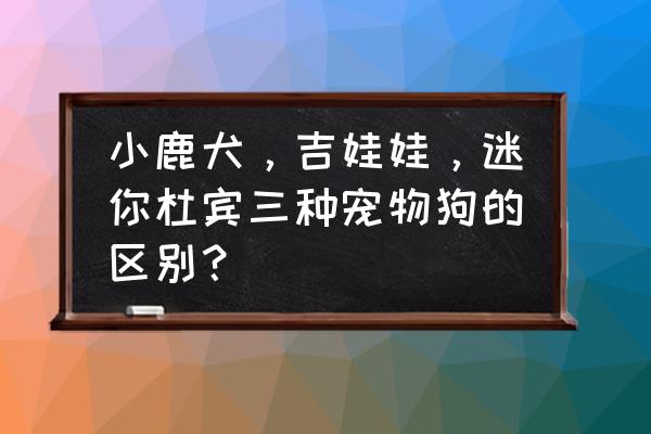 迷你杜宾犬和杜宾犬的区别 小鹿犬，吉娃娃，迷你杜宾三种宠物狗的区别？