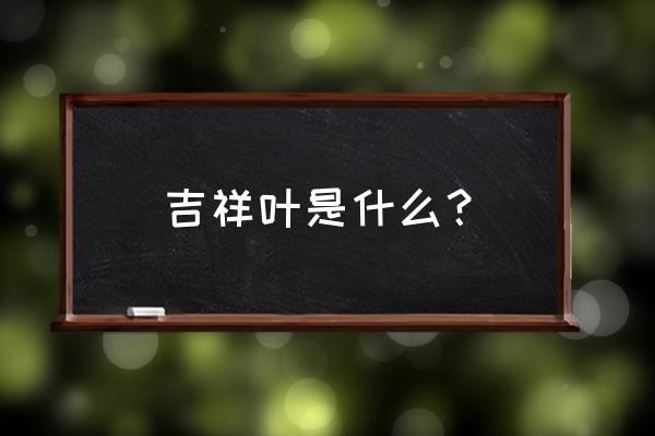 花叶络石的寓意是什么 吉祥叶是什么？