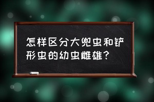 长戟大兜虫幼虫 怎样区分大兜虫和铲形虫的幼虫雌雄？