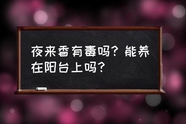 夜来香的香味有毒吗 夜来香有毒吗？能养在阳台上吗？