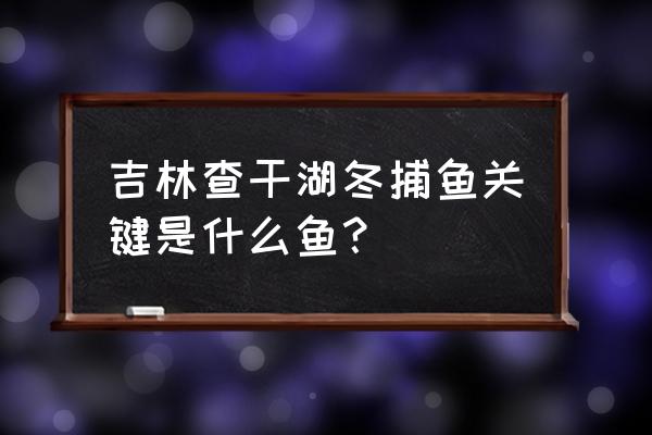 查干湖都是什么鱼 吉林查干湖冬捕鱼关键是什么鱼？