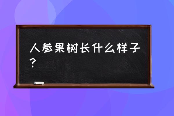 人参果树 植物 人参果树长什么样子？