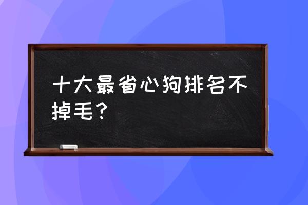 什么样的狗不掉毛 十大最省心狗排名不掉毛？