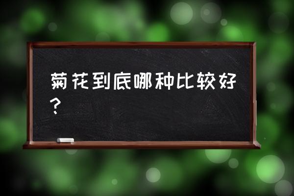 菊花到底哪种比较好？ 菊花到底哪种比较好？