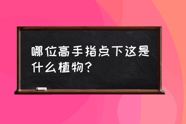 哪位高手指点下这是什么植物？ 哪位高手指点下这是什么植物？