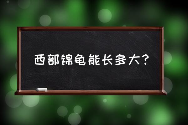 西部锦龟能长多大？ 西部锦龟能长多大？