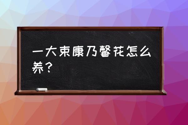 一大束康乃馨花怎么养？ 一大束康乃馨花怎么养？