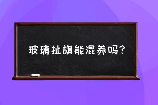 玻璃扯旗能混养吗？ 玻璃扯旗能混养吗？