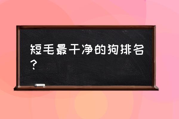 短毛最干净的狗排名？ 短毛最干净的狗排名？