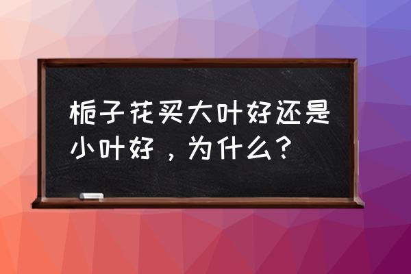 栀子花买大叶好还是小叶好，为什么？ 栀子花买大叶好还是小叶好，为什么？