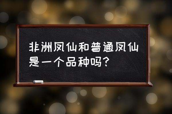 非洲凤仙和普通凤仙是一个品种吗？ 非洲凤仙和普通凤仙是一个品种吗？