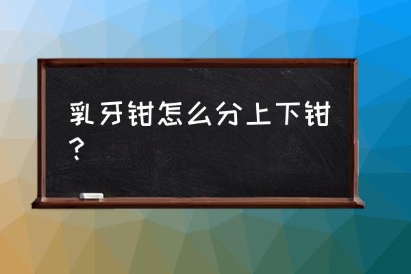 牙科器械认识 乳牙钳怎么分上下钳？