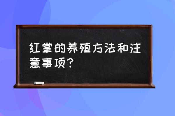 红掌养殖方法与技巧 红掌的养殖方法和注意事项？