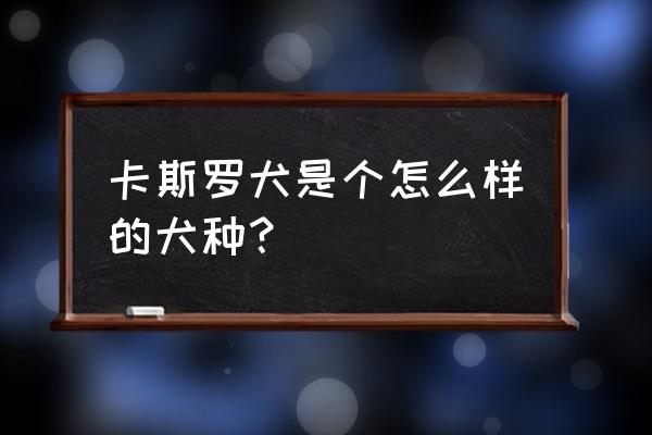 卡斯罗犬介绍 卡斯罗犬是个怎么样的犬种？