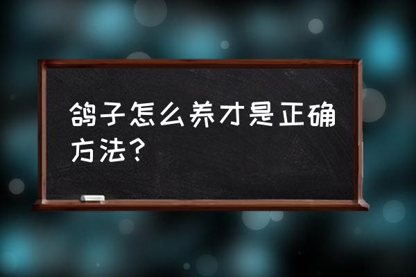 鸽子养殖技术 鸽子怎么养才是正确方法？