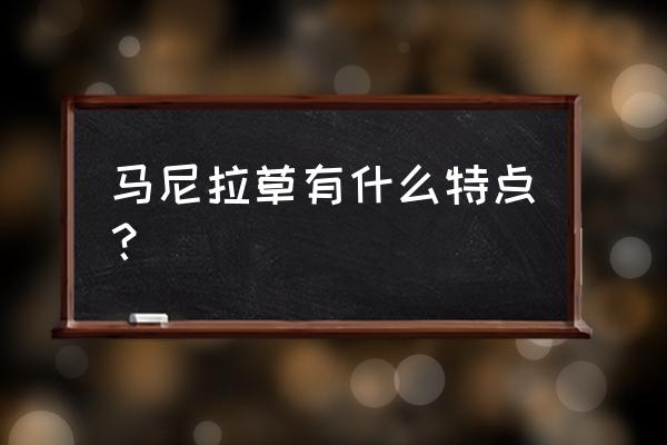 马尼拉草坪优缺点 马尼拉草有什么特点？