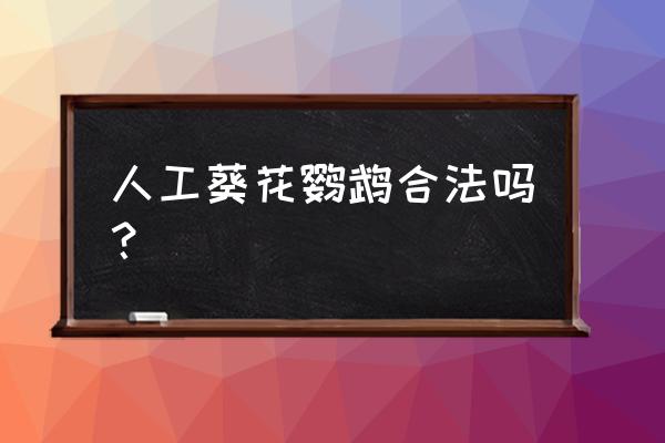 葵花鹦鹉是保护动物吗 人工葵花鹦鹉合法吗？