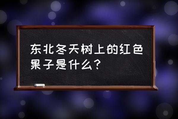 金银忍冬果实 东北冬天树上的红色果子是什么？