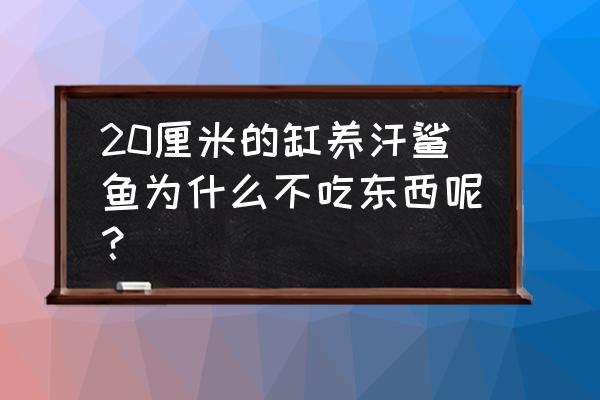 成吉思汗鲨百科 20厘米的缸养汗鲨鱼为什么不吃东西呢？