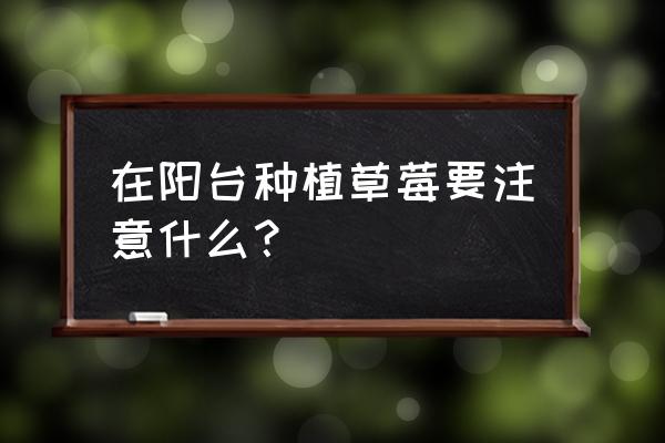 阳台种草莓的技巧 在阳台种植草莓要注意什么？