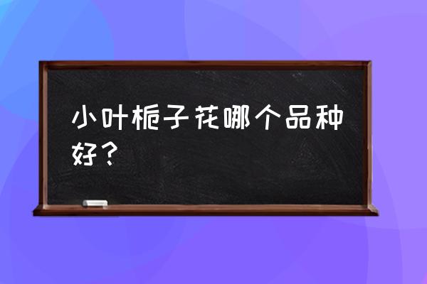 小叶栀子花 小叶栀子花哪个品种好？