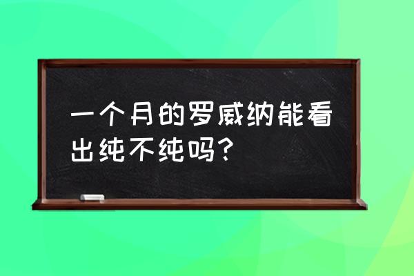 罗威纳犬幼犬 一个月的罗威纳能看出纯不纯吗？