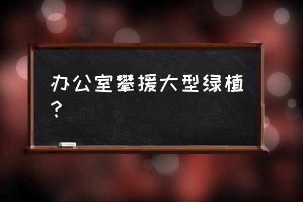 办公室常见大型绿植 办公室攀援大型绿植？