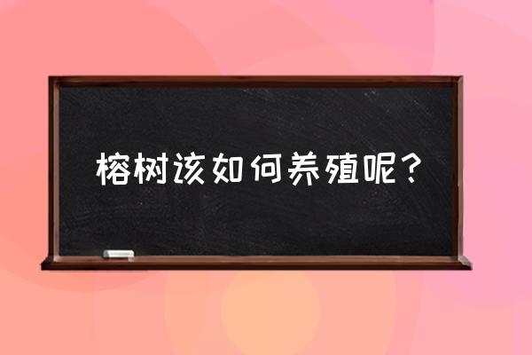 榕树的养殖方法如下 榕树该如何养殖呢？