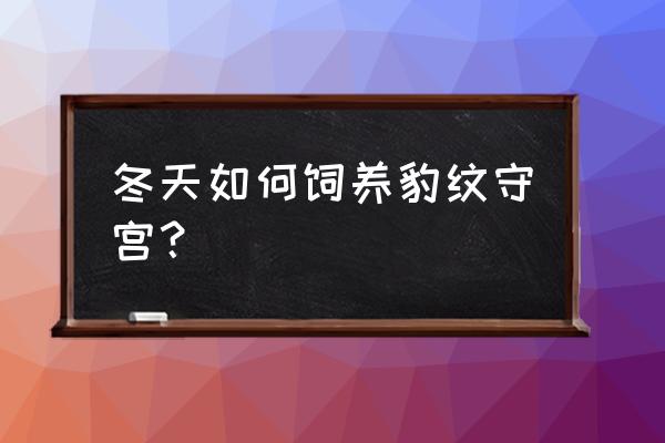 肥尾守宫需要多少度 冬天如何饲养豹纹守宫？