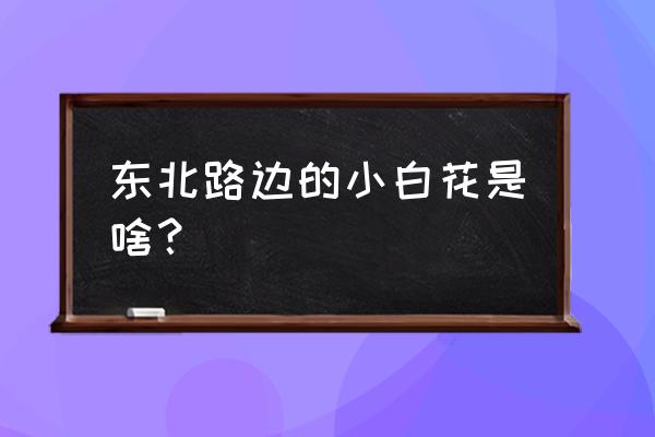 小白花 东北路边的小白花是啥？